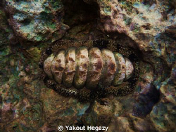 Gain chiton by Yakout Hegazy 